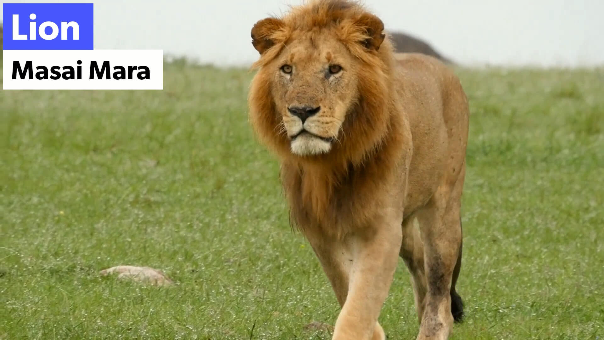 Masai Mara Lion in Kenya